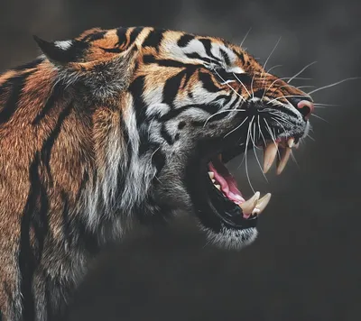 Картинки тигр, оскал, белый, злость, ярость, морда, хищник, пасть, клыки,  красота - обои 1920x1080, картинка №93063