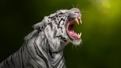 Тигр открыл пасть » Белые тигры » Кошачья галерея » Magnus Felidae (Великие  Кошачьи) - красота и превосходство!
