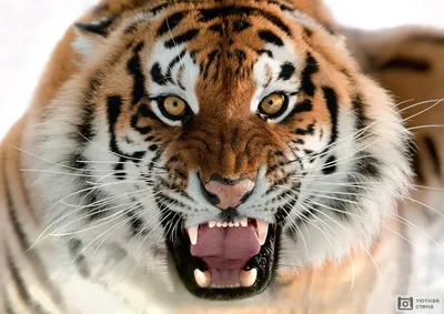 Пасть тигра: загрузите фото в формате webp | Пасть тигра Фото №521020  скачать