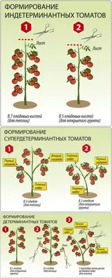 Как пасынковать помидоры в теплице из сотового поликарбоната правильно по  шагам