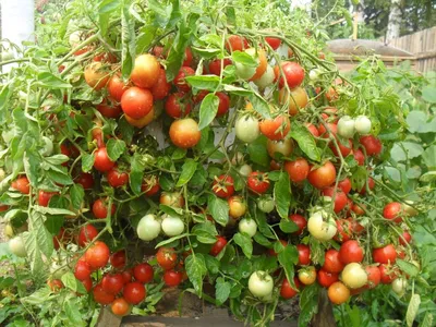 Вся правда о пасынковании помидоров | садоёж | Дзен