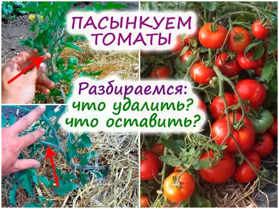 Пасынкование томатов необходимо, но что можно удалять, а какие побеги  необходимо оставлять?