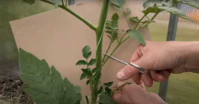 Пошаговая инструкция пасынкования помидоров в июне — Интернет-канал «TV  Губерния»