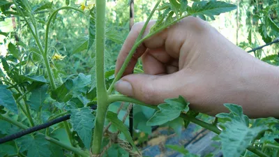Как пасынковать помидоры для лучшего роста: 5 советов от садовода