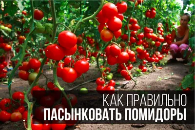 Как пасынковать помидоры в теплице из сотового поликарбоната правильно по  шагам