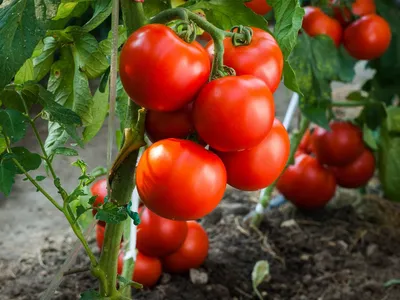 Пасынкование помидоров - огородники поделились эффективными лайфхаками -  «ФАКТЫ»
