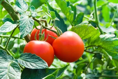 Какие помидоры не требуют пасынкования - лучшие сорта для ленивых — УНИАН