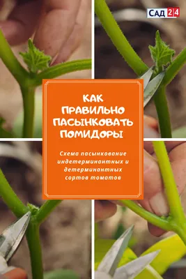 Как правильно пасынковать помидоры в теплице + схема пасынкование томатов |  Теплица, Помидоры, Огород