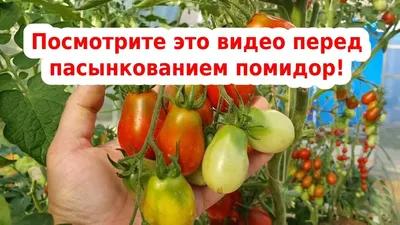 Пасынкование томатов. Помидоры без пасынкования - YouTube