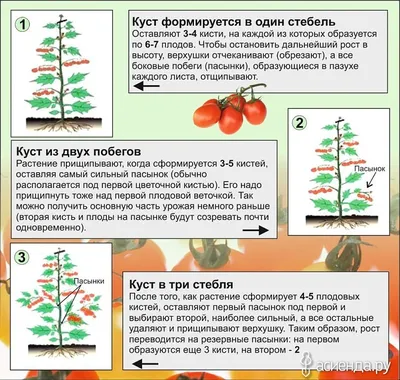 Надо ли пасынковать помидоры и как это делать / Асиенда.ру