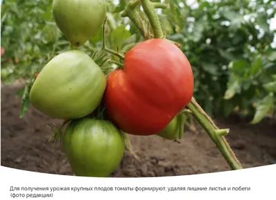 Пасынкование кустов томатов: новости, сад, огород, рассада, помидоры, сад и  огород