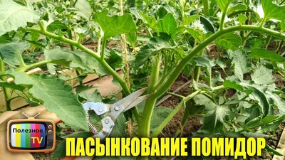 Пасынкование помидоров в теплице пошагово: новичкам и опытным