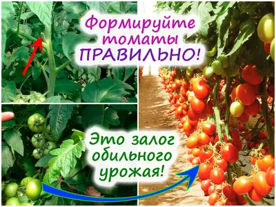 Как пасынковать помидоры: пошаговая инструкция, видео | ivd.ru
