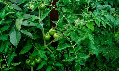 Выбираем сорт томатов: детерминантные, гибриды F1, пасынкование |  agrobook.ru