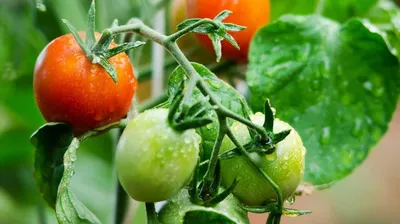 Пора пасынковать помидоры Пасынкование – это очень важное мероприятие, без  которого не вырастить богатого.. | ВКонтакте