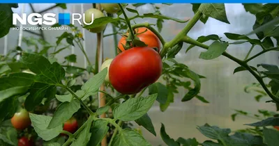 Пошаговая инструкция пасынкования помидоров в июне — Интернет-канал «TV  Губерния»