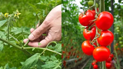 Сколько пасынков можно оставить на помидорах без потери урожая | На грядке  (Огород.ru)