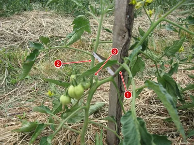 Пасынкование томатов | SIMA-LAND.RU