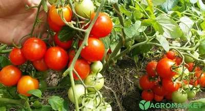 Ускорение созревания помидор: действенные способы обеспечить обильный  урожай | AgroMarket интернет магазин семян