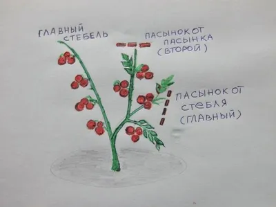 Как прищипывать и формировать помидоры в теплице: борная кислота для  томатов в теплице, можно ли мульчировать помидоры - 15 июля 2023 - НГС