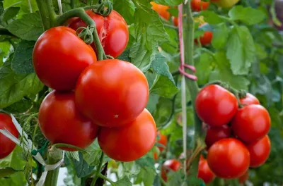 Как правильно пасынковать помидоры в открытой почве - объяснение -  Lifestyle 24