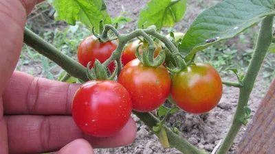Пасынкование томатов - Мои Томаты