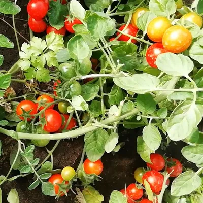 Пасынкование томатов!#работавогороде #садовод #огородтеплица #деревня ... |  TikTok