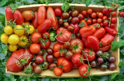 Пасынкование томатов — как пасынковать помидоры, когда и зачем удалять  боковые побеги / NV
