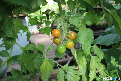 Как правильно пасынковать помидоры и нужно ли вообще это делать | Огород с  помидорами, Удобрение для сада, Овощной огород