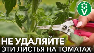 Помидоры Маленький Ручей - Tomato Small Stream | Дом Помидоров - Помидом