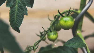 Урожайные сорта ранних томатов – Fazenda