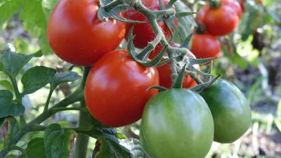 Формирование томатов — пасынкование