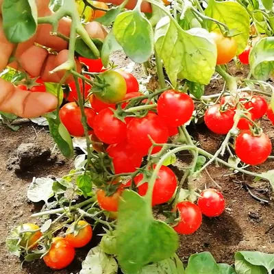 Как подвязать помидоры в теплице, как подвязать помидоры, как пасынковать  помидоры, как подкормить помидоры - 28 июня 2022 - sterlitamak1.ru