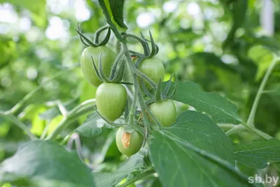 Пасынкование помидоров - огородники поделились эффективными лайфхаками -  «ФАКТЫ»