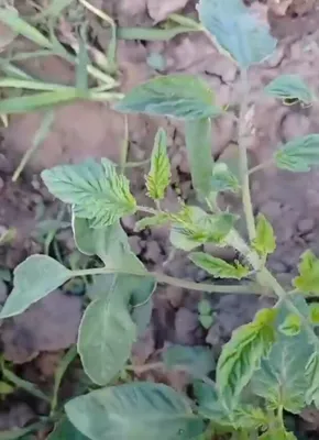 Пасынкование высокорослых помидор ПОШАГОВО для начинающих | Как обрезать  пасынки у томатов в теплице - YouTube