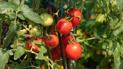 Садовод рассказал, когда можно приступать к пасынкованию томатов