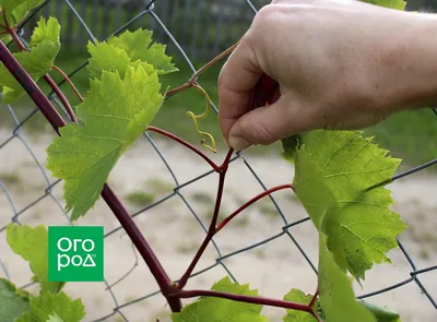 Как пасынковать виноград? — Приусадебное виноградарство Беларуси