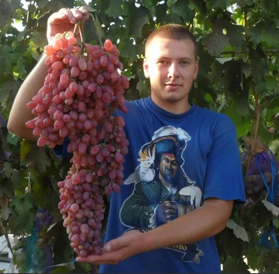 Пасынкование винограда - когда и как надо проводить