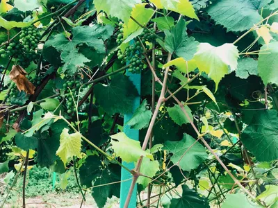 Как выявить и удалить пасынки винограда на лозе?