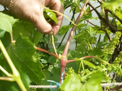 Уход за виноградом в июле – 3 самые важные процедуры | Сад и дача | Дзен