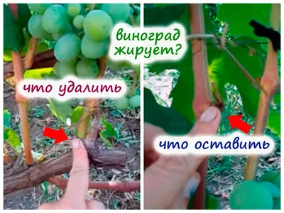 Пасынкование винограда. Как и когда пасынковать виноград?