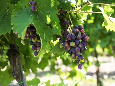 Как грамотно ухаживать за виноградом в июле