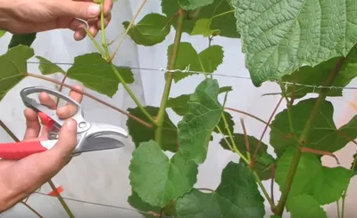 Пасынкование винограда: 3 основных способа (с видео) | В саду (Огород.ru)