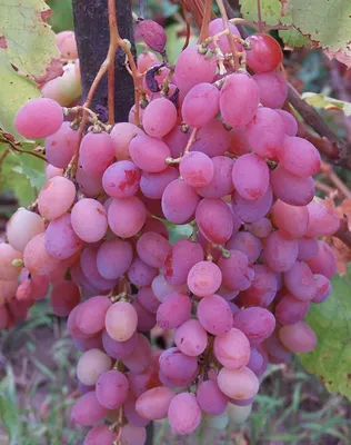 Обрезка винограда и уход | Чистый сад - Саратов / Энгельс