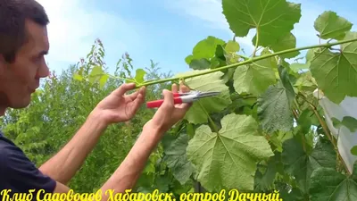 Обрезка винограда пошагово для начинающих: как правильно обрезать и уход