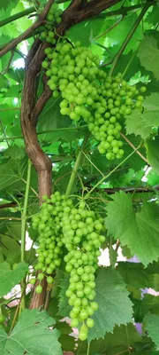Новости - Начало июля. Чем угощаем виноград?