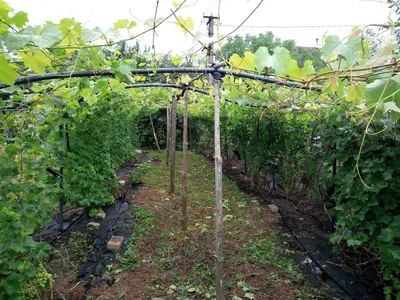 Блог про виноград Киушкина Николая: Уход за виноградом. Удаление старых  листьев и чеканка винограда