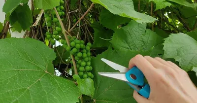Уход за виноградом. Зеленые операции: пасынкование чеканка и др | Пикабу