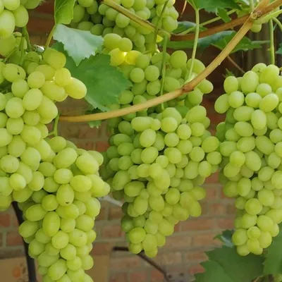Что обрезать на винограде летом, чтобы ягоды не остались \"с горох\" | В саду  (Огород.ru)