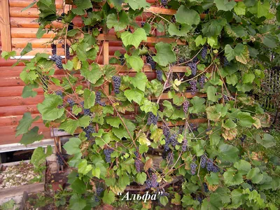 пасинкування винограду #виноград #обрізка #пасинкуваннявинограду #пасы... |  TikTok